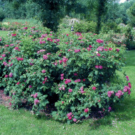Rosier Rose de Rescht