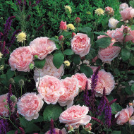 Rosier Eglantyne® Austin