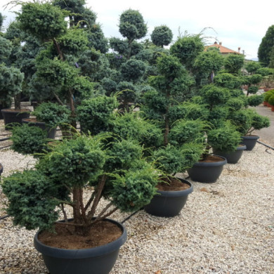 Juniperus chinensis 'Blue Alps'