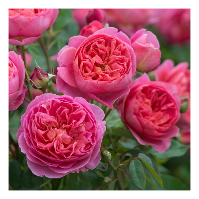 Rosier Boscobel® Austin