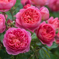 Rosier Boscobel® Austin