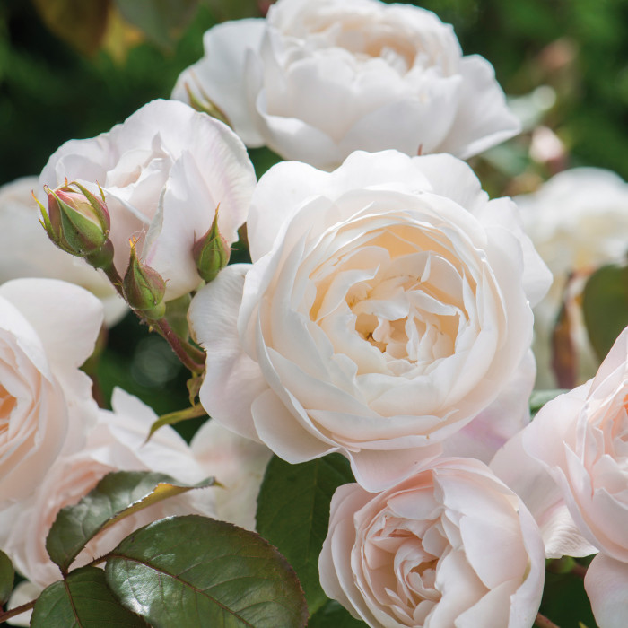 Rosier Desdemona® Austin
