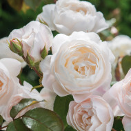 Rosier Desdemona® Austin