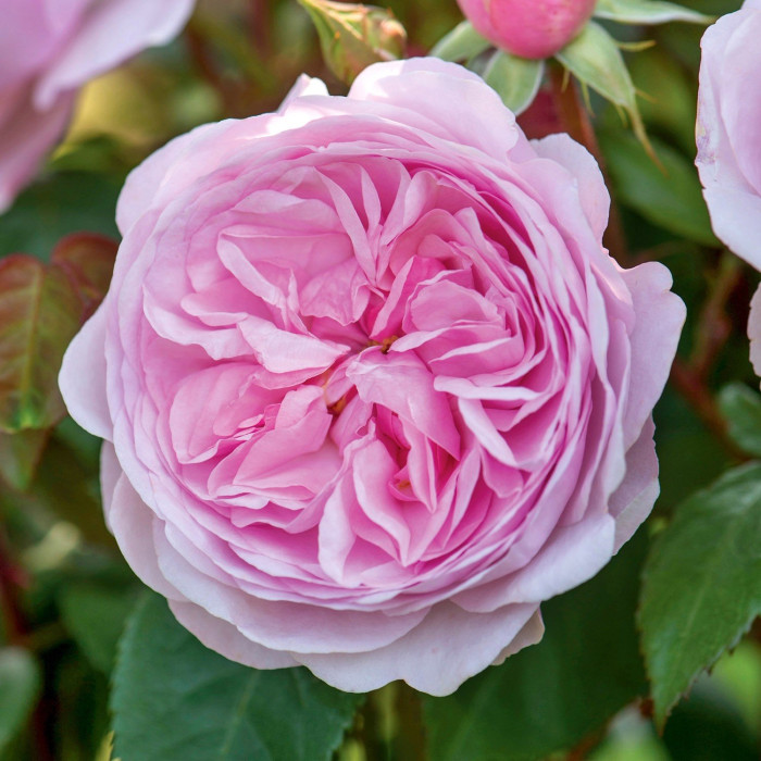 Rosier Olivia Rose® Austin