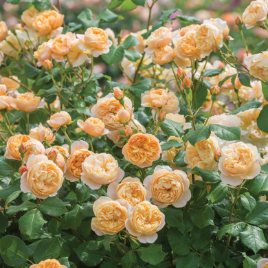 Rosier Roald Dahl® Austin