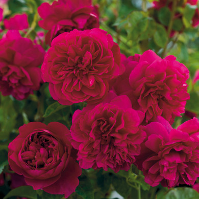 Rosier Thomas A. Becket® Austin