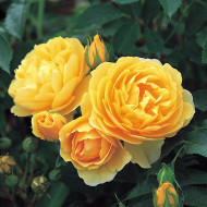 Rosier Graham Thomas® Austin