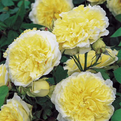 Rosier The Pilgrim® Austin