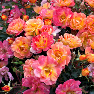 Rosier Tout Feu Tout Flamme® Chewpinup