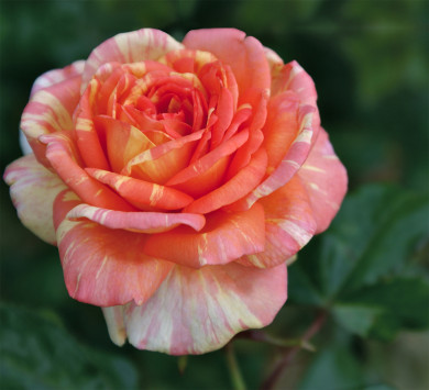 Rosier La Rose des Impressionnistes® Adarev