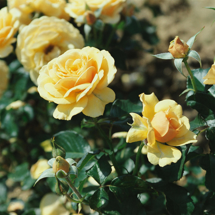 Rosier Amber Queen® Harroony