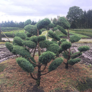 Juniperus chinensis 'Blue Alps'