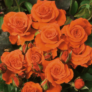 Rosier Orange Sensation