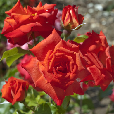 Rosier Rusticana® Meilena