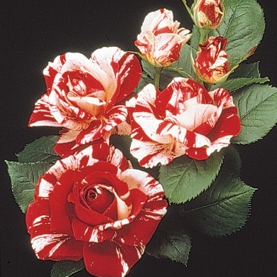 Rosier Scentimental® Wekplapep