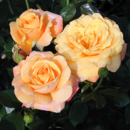 Rosier Amber Flush® interfluco