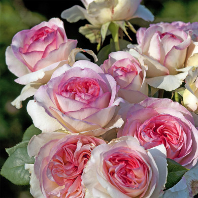 Rosier Boreale® Tan 03025