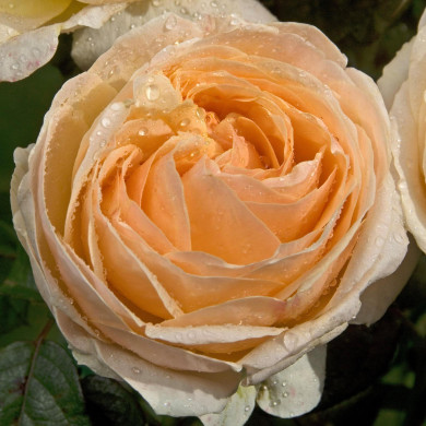 Rosier Sherazade® Lapjabo