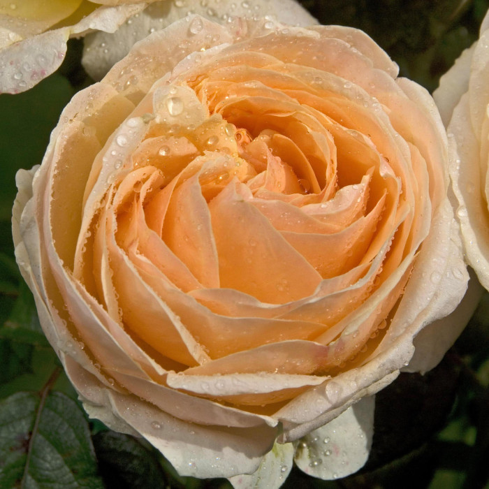 Rosier Sherazade® Lapjabo