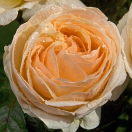 Rosier Sherazade® Lapjabo