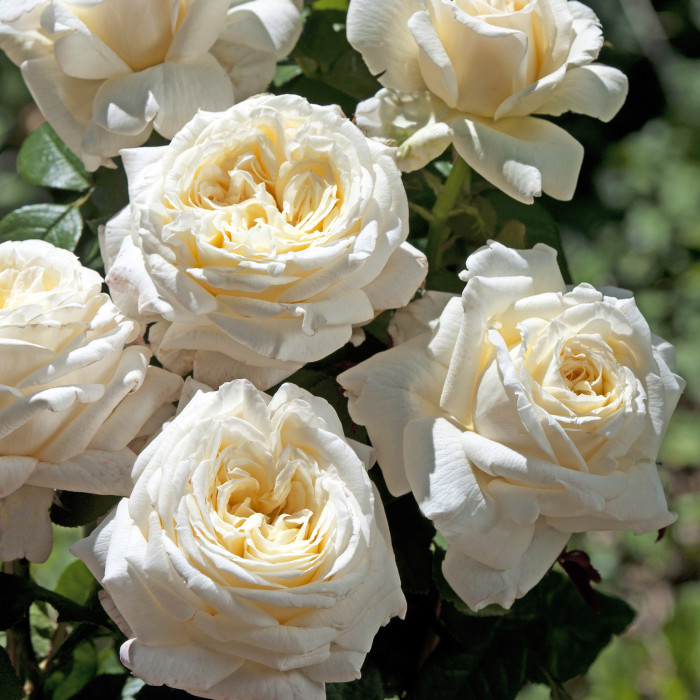 Rosier Ariane de Rothschild® Laparia