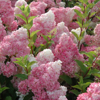 Hydrangea paniculata Vanille Fraise® renhy
