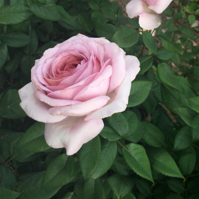 Rosier The Pride® Nirplender