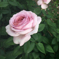 Rosier The Pride® Nirplender