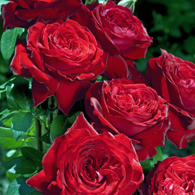 Rosier Noemie de Rothschild® Lapnoem