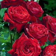 Rosier Noemie de Rothschild® Lapnoem