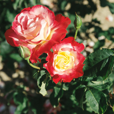 Rosier Double Delight® Andeli