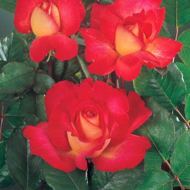 Rosier Bolchoï® Meizuzes