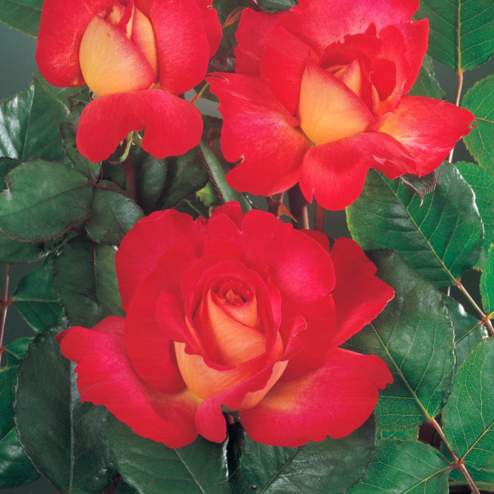 Rosier Bolchoï® Meizuzes