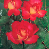 Rosier Bolchoï® Meizuzes