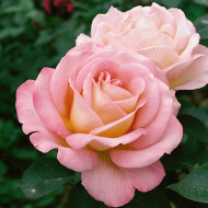 Rosier Astrée (Paul Croix)