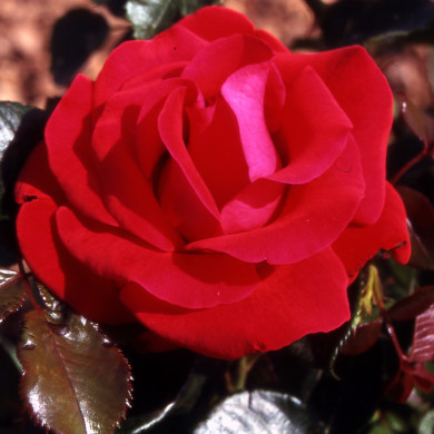 Rosier Reflets de Saint Malo® Adaexyla