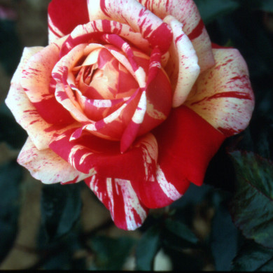 Rosier Brocéliande® Adaterhuit