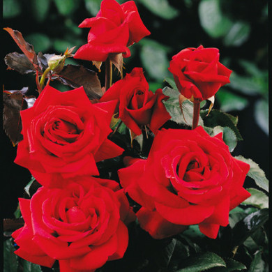 Rosier Hacienda® Oradal