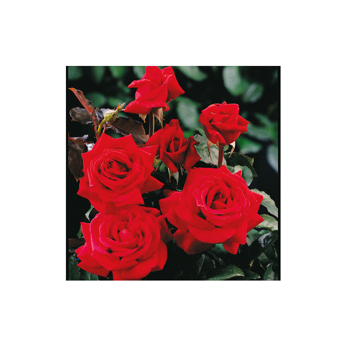 Rosier Hacienda® Oradal