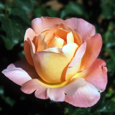 Rosier Isabelle Autissier® Adasilthè