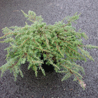 Juniperus communis 'Green Carpet'