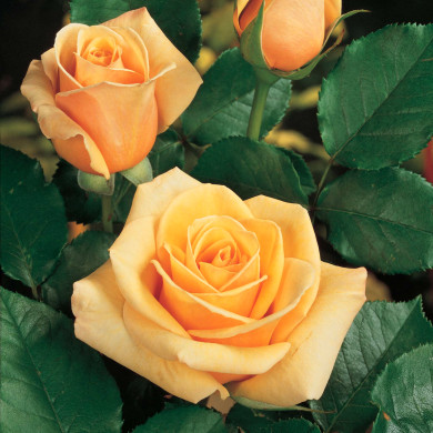 Rosier Paul Ricard® Meinivoz