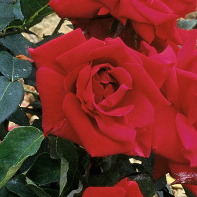 Rosier grimpant Ena Harkness