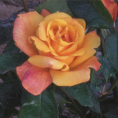 Rosier grimpant Sutter's Gold