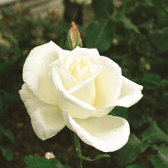 Rosier grimpant Virgo