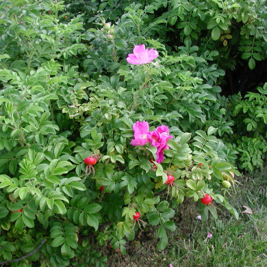 Rosa rugosa