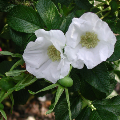 Rosa rugosa 'Alba'