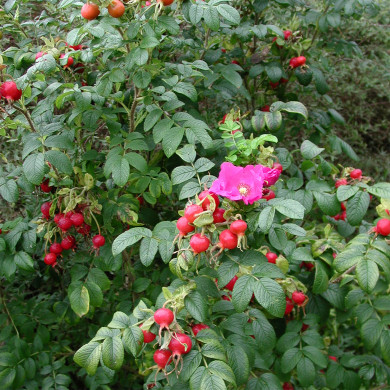 Rosa rugosa 'Rubra'