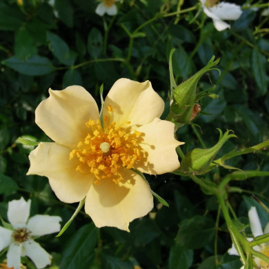 Rosier Wedding Day liane