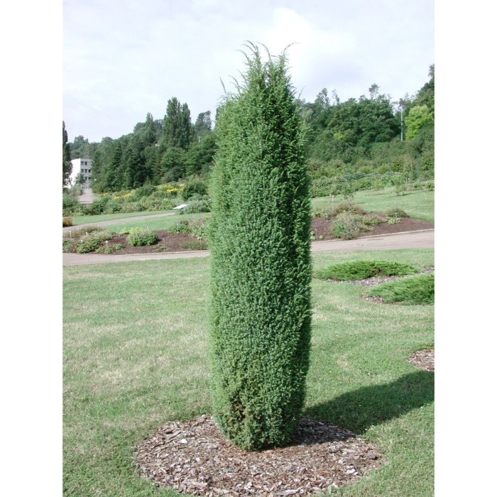 Juniperus communis 'Hibernica'